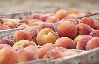 В Краснодаре нашли опасного вредителя в 15 тоннах импортных фруктов