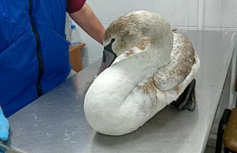 В Геленджике спасли ослабевшего лебедя с анемией