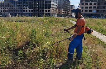 В Краснодаре выкосили более 30 тысяч гектаров амброзии