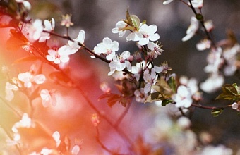 Тепло до +17 °С ожидается в Краснодаре сегодня 