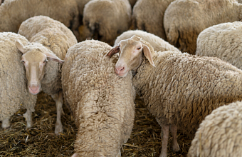 Житель Кубани обманул мужчину на 320 тыс. рублей при продаже овец