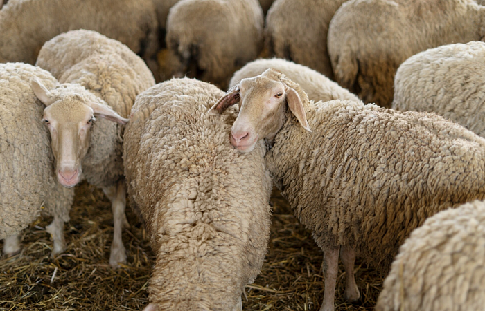 Житель Кубани обманул мужчину на 320 тыс. рублей при продаже овец