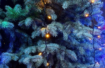 В МЧС рассказали о правилах выбора новогодней елки с учетом противопожарной безопасности