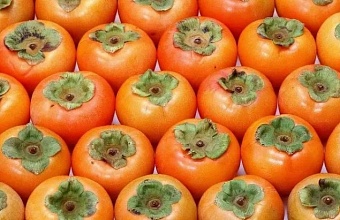 На Кубани запретили ввоз 22 тонн хурмы из-за опасного вредителя