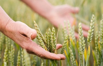 Аграриям Кубани рассказали, как застраховать свою продукцию без рисков и потерь