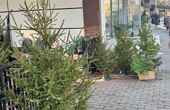 Незаконную торговлю елками пресекают в Сочи