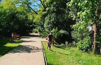 В Сочи начались плановые работы по уничтожению амброзии 