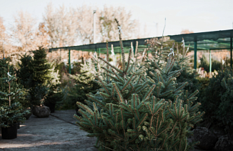 На Кубани открылись более 250 елочных базаров и ярмарок к Новому году