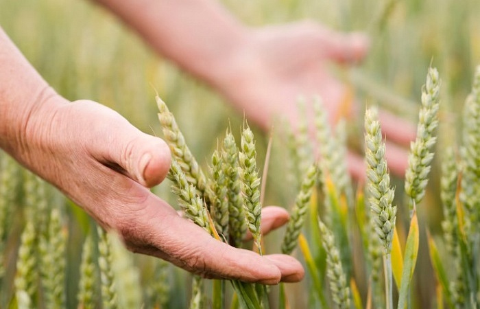 В северных районах Кубани оптимизируют структуру посевных площадей