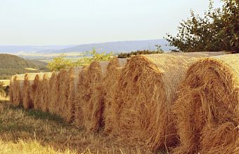 Юные поджигатели сена предстанут перед судом в Белореченске