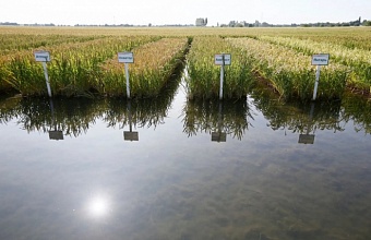 Rice Harvest in the Making